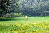 Whitetail Deer Arcadia Maine Aug 2021